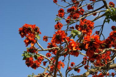 Gösterişli ağaç (Royal Poinciana veya Delonix regia )