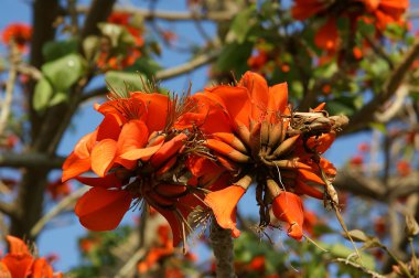 Gösterişli ağaç (Royal Poinciana veya Delonix regia )