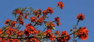 Gösterişli ağaç (Royal Poinciana veya Delonix regia )