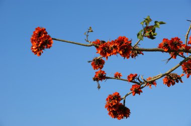 Gösterişli ağaç (Royal Poinciana veya Delonix regia )