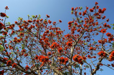 Gösterişli ağaç (Royal Poinciana veya Delonix regia )