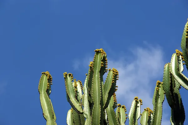 Cactus primer plano en condiciones naturales — Foto de Stock