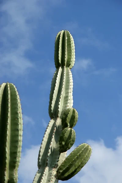 Kaktusar närbild under naturliga förhållanden — Stockfoto