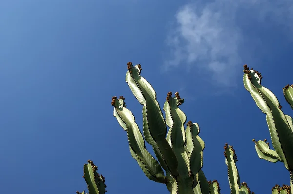 Cactussen close-up in natuurlijke omstandigheden — Stockfoto
