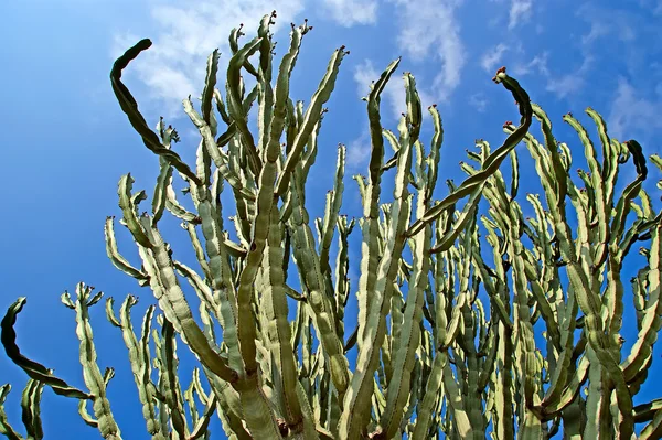 Primo piano dei cactus in condizioni naturali — Foto Stock