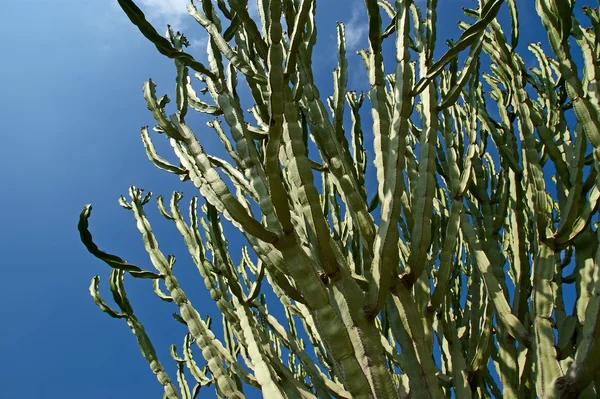 Closeup kaktusy v přírodních podmínkách — Stock fotografie