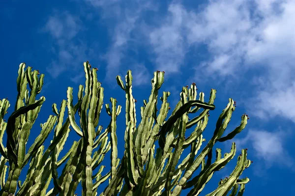 Kaktusar närbild under naturliga förhållanden — Stockfoto