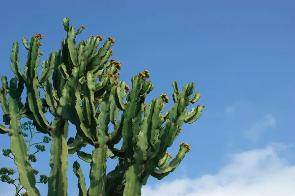 Kaktusy zbliżenie w warunkach naturalnych — Zdjęcie stockowe