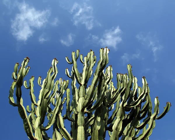Kaktusy zbliżenie w warunkach naturalnych — Zdjęcie stockowe