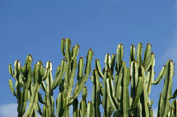 Primo piano dei cactus in condizioni naturali — Foto Stock