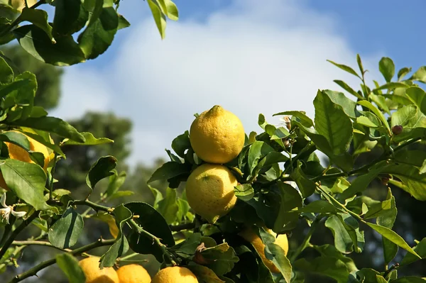 レモン ツリー上のレモン — ストック写真