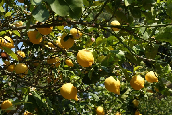 Limones en un limonero — Foto de Stock