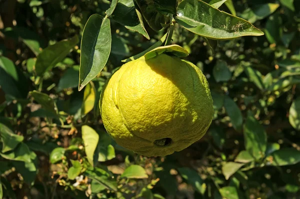 Limoni su un albero di limone — Foto Stock
