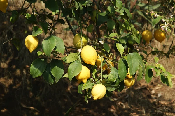 Limones en un limonero —  Fotos de Stock