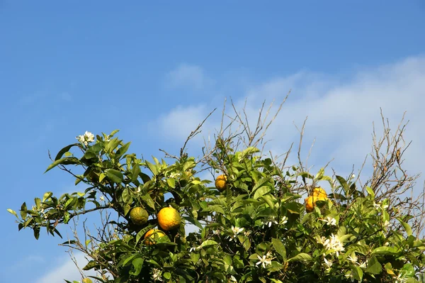 Limon limon ağacı üzerinde — Stok fotoğraf
