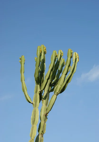 Kaktusar närbild under naturliga förhållanden — Stockfoto