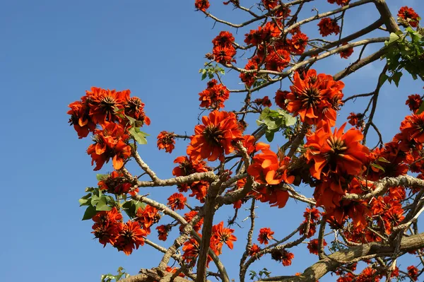 華やかな木(ロイヤルポインシアナまたはデロニックスレジア ) — ストック写真