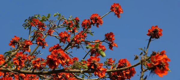 stock image Flamboyant tree (Royal Poinciana or Delonix regia )