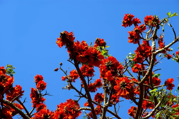 stock image Flamboyant tree (Royal Poinciana or Delonix regia )
