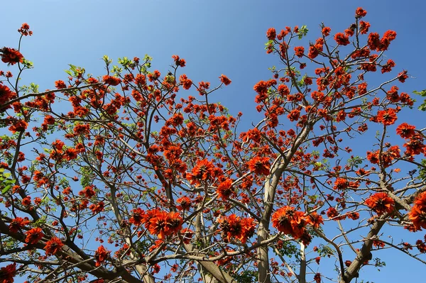 stock image Flamboyant tree (Royal Poinciana or Delonix regia )