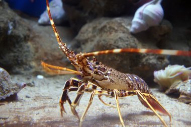 Colourful Tropical Rock lobster under water clipart