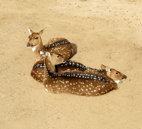 Freilaufende Rehe. Antilope, der Zoo von Barcelona, Spanien — Stockfoto