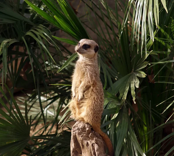 A carne ou suricado (Suricata, suricatta), um pequeno mamífero, i — Fotografia de Stock