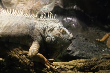 Yeşil Iguana ya da ortak Iguana (Iguana Iguana)