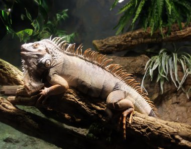 Yeşil Iguana ya da ortak Iguana (Iguana Iguana)