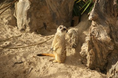 meerkat veya suricate (suricata, suricatta)