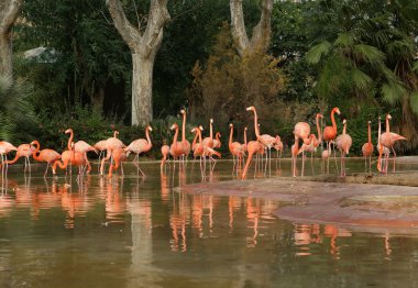 doğanın güzel Flamingo