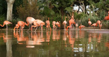 doğanın güzel Flamingo