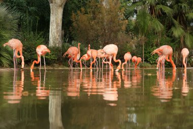 doğanın güzel Flamingo