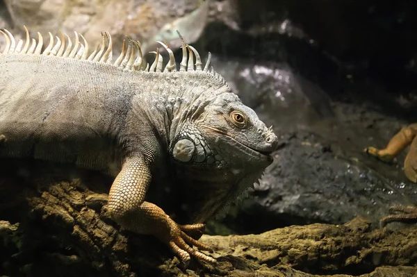 Grüner Leguan oder Gemeiner Leguan) — Stockfoto