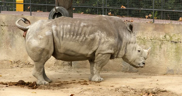 Southern white rhinoceros — Stock Photo, Image