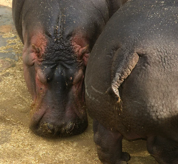 Hroch (hippopotamus amphibius)) — Stock fotografie
