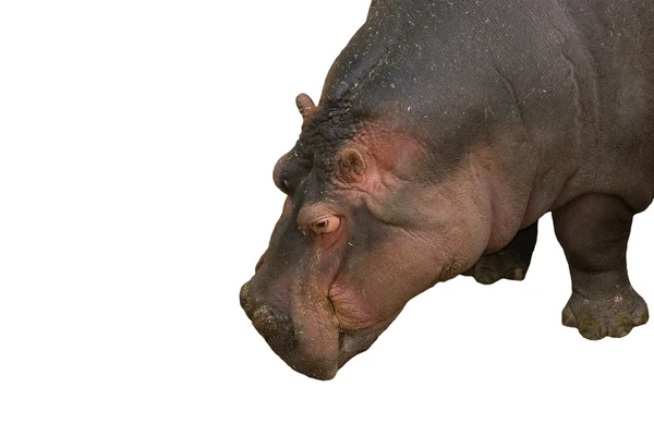 Hroch (hippopotamus amphibius)) — Stock fotografie