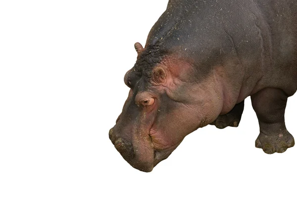 stock image The hippopotamus (Hippopotamus amphibius)