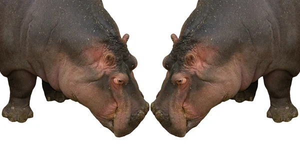 Hipopotama (hipopotam amfibius)) — Zdjęcie stockowe