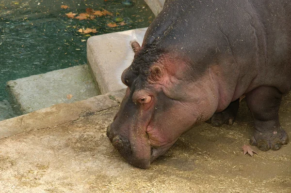 Das Nilpferd (hippopotamus amphibius)) — Stockfoto
