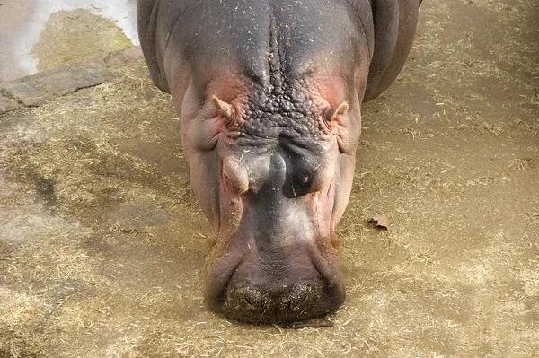 O hipopótamo (Hippopopotamus amphibius ) — Fotografia de Stock