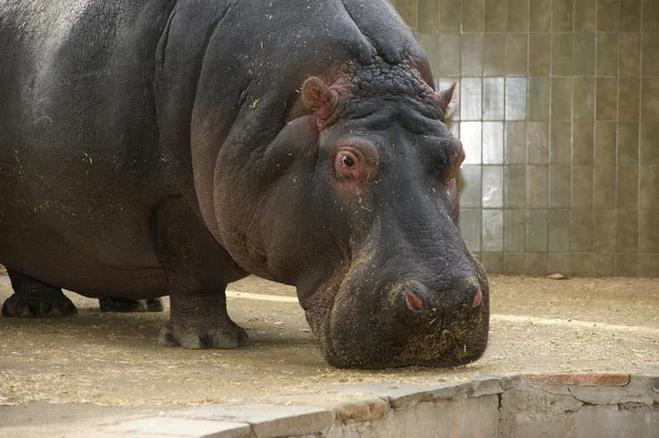 The hippopotamus (Hippopotamus amphibius) — Stock Photo, Image