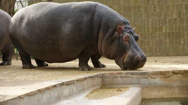 The hippopotamus (Hippopotamus amphibius) — Stock Photo, Image