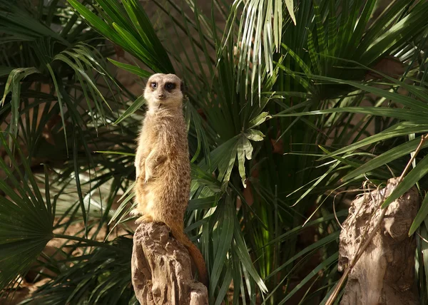 O meerkat ou suricate (Suricata, suricatta ) — Fotografia de Stock