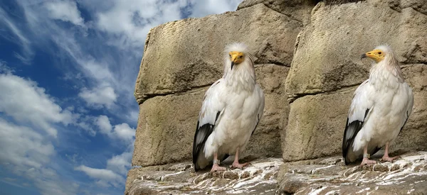 stock image Egyptian Vulture (Neophron Percnopterus)