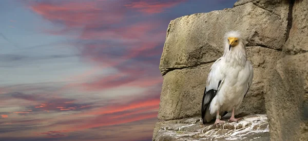 stock image Egyptian Vulture (Neophron Percnopterus)