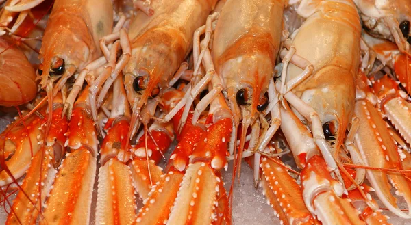 stock image Cooked lobsters on crushed ice. On sale at a market