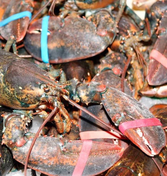 stock image Lobsters. On sale at a market