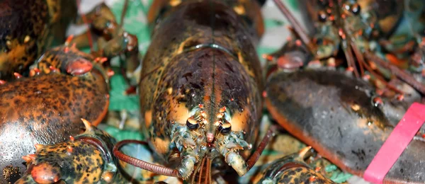 stock image Lobsters. On sale at a market