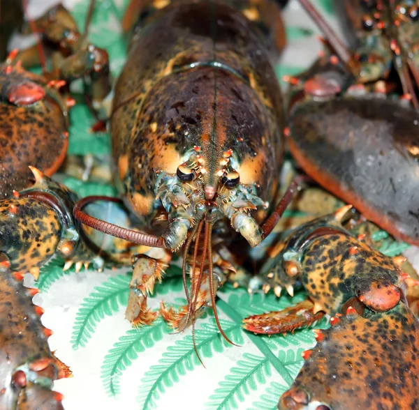 stock image Lobsters. On sale at a market